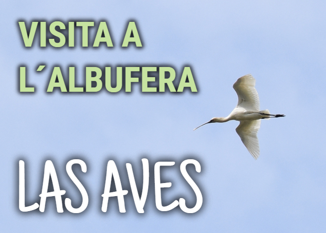 Visita a L´Albufera: Las Aves Visita a L´Albufera: Las Aves